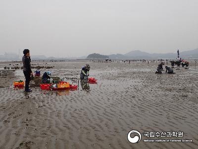 갯벌, 채묘기수확, 퇴적물 분리, 치패조사 사진 섬네일