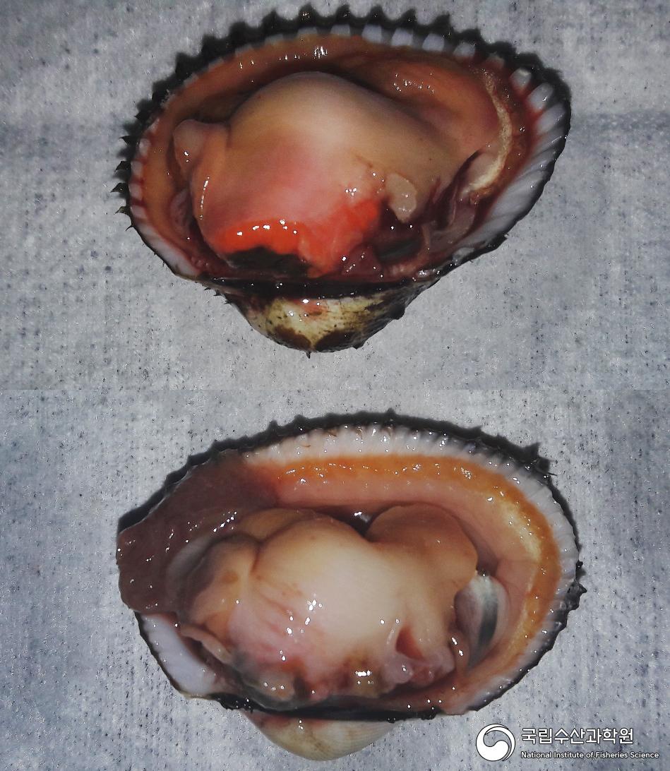 새꼬막 생식소 발달 사진