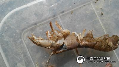 쏙, 성체쏙, 쏙구제 사진 섬네일