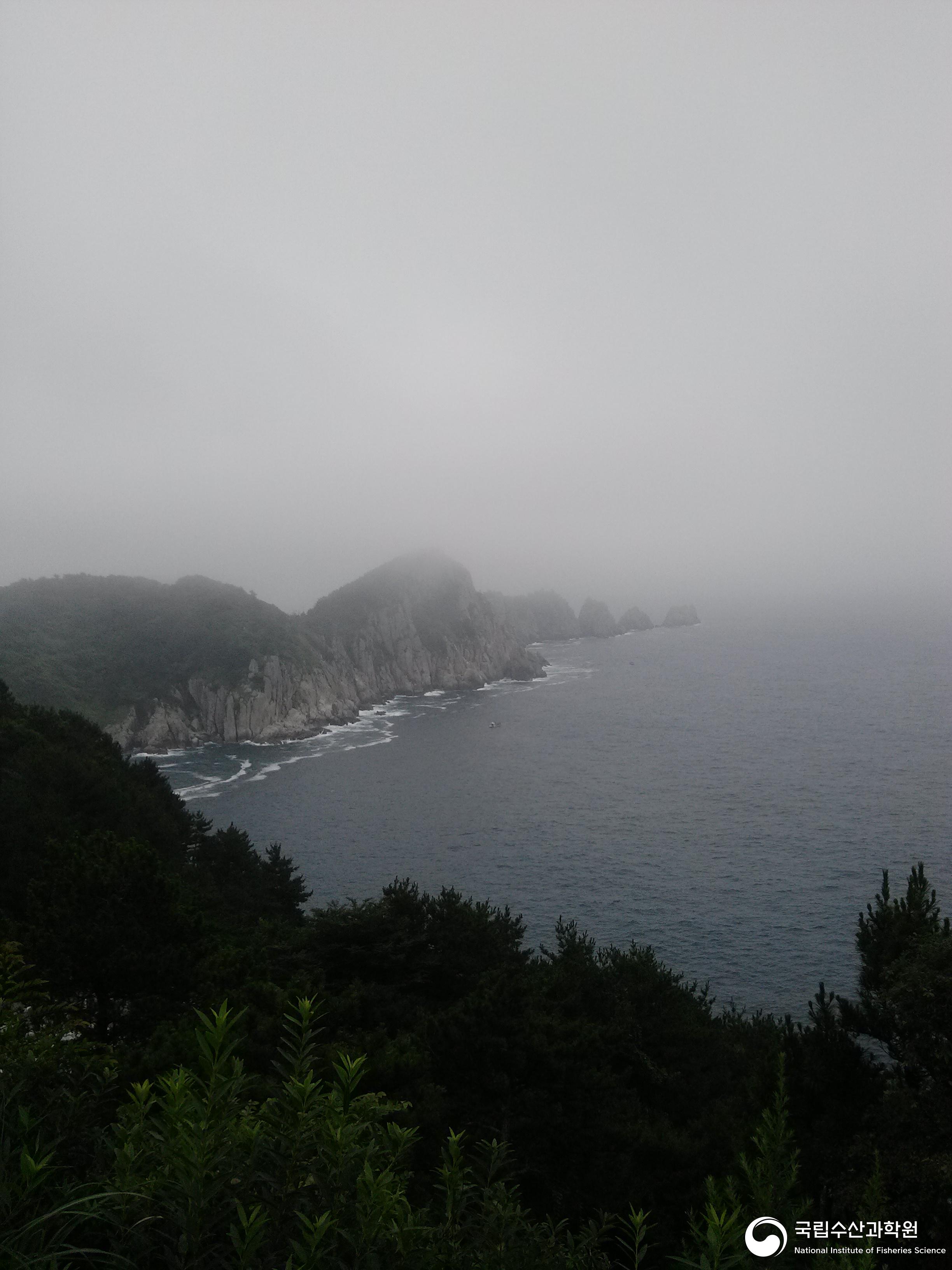 연화도, 용머리, 수국 사진