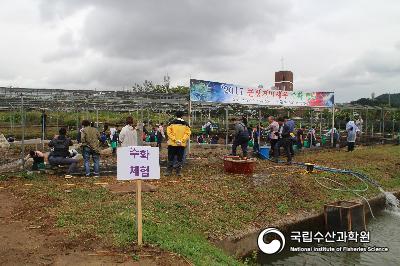 큰징거미새우, 수확행사 사진 섬네일