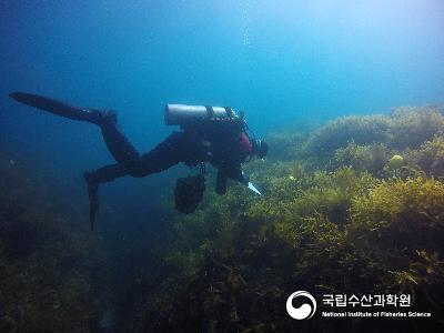 괭생이모자반 현장 성장률 측정 실험