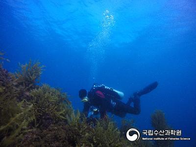 괭생이모자반 현장 성장률 측정 실험 사진 섬네일