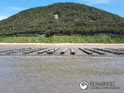 수평망식 굴 양식장 사진 섬네일