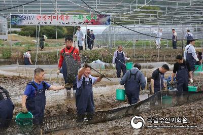 친환경 새우 수확 행사 1 사진 섬네일