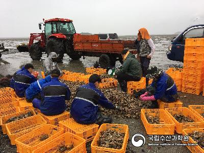 개체굴, 이동양성, 종패 입식 사진 섬네일