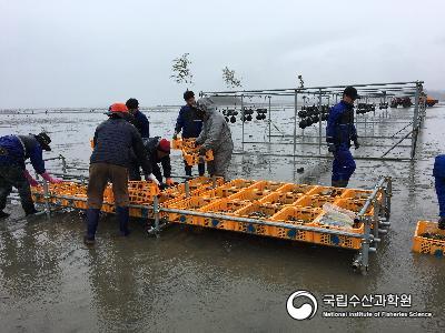 개체굴, 이동양성, 종패 입식 사진 섬네일