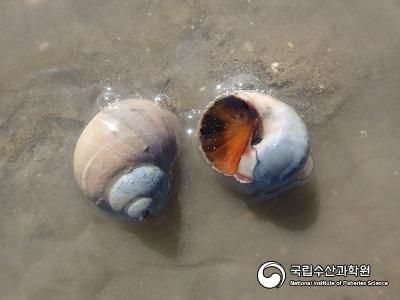 큰구슬우렁이 사진 섬네일