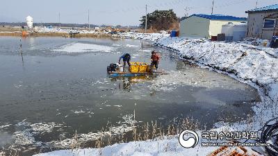 축제식,강추위,폐사,숭어 사진 섬네일