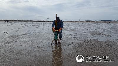 갯벌,군산,유부도,백합채취 사진 섬네일