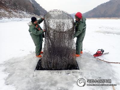 빙어 조업 사진