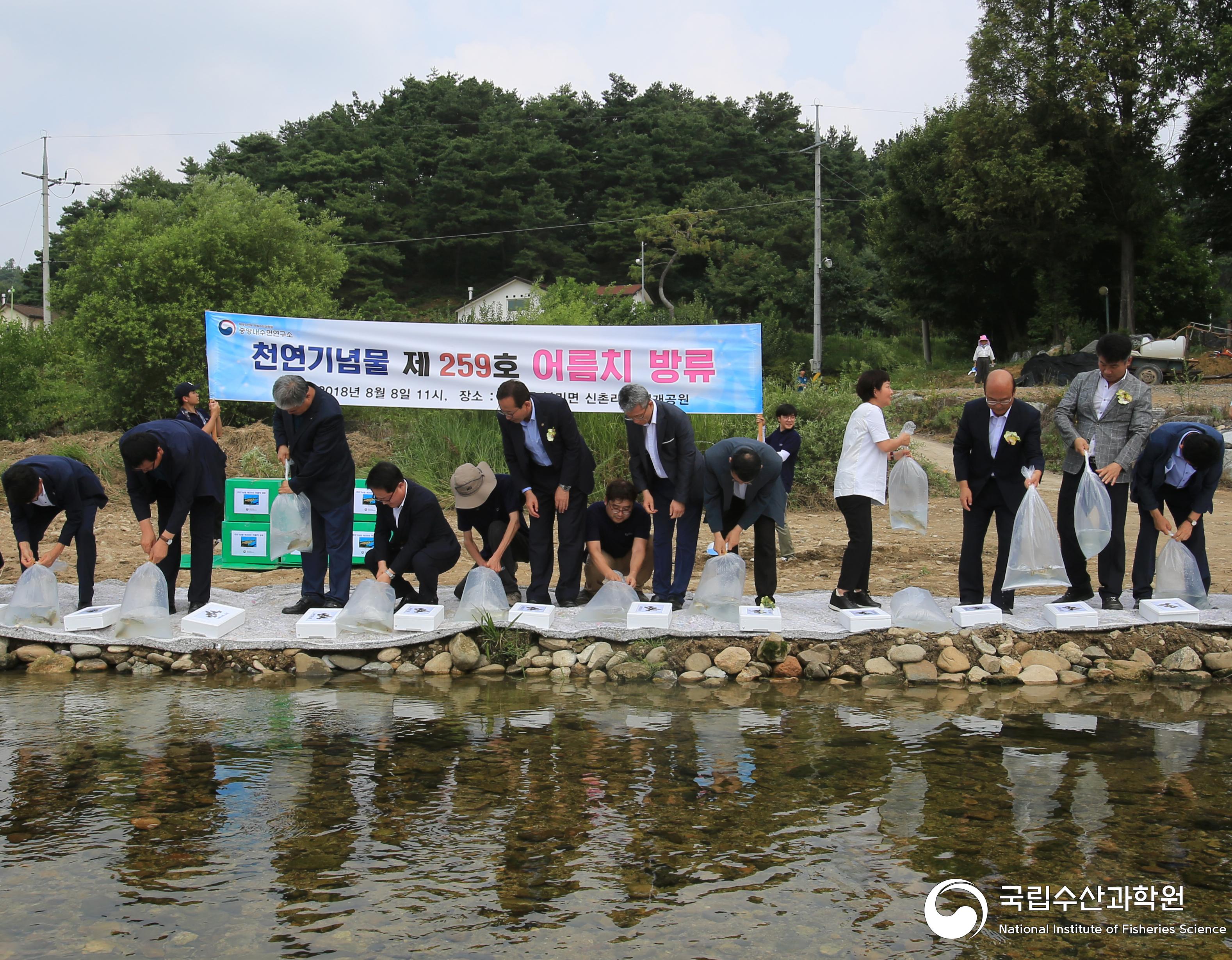 어름치,천연기념물,다슬기,수산자원,회복,방류 사진