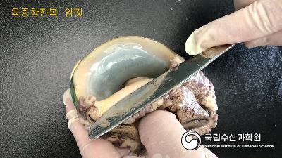 육종참전복 암수 사진 섬네일