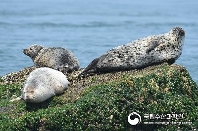 백령도 점박이물범 사진 섬네일