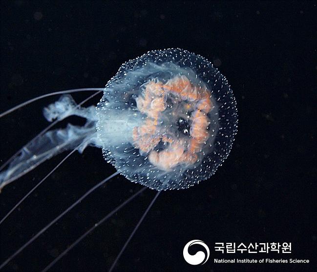 야광원양해파리 사진